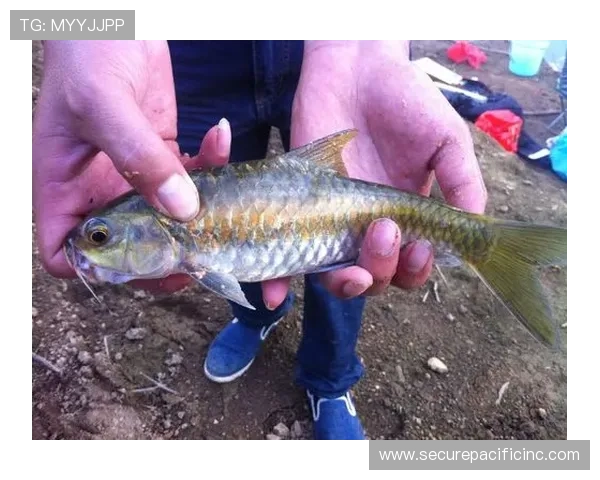 博鱼app官方入口电脑版全面解析支持多设备登录的操作技巧与使用建议